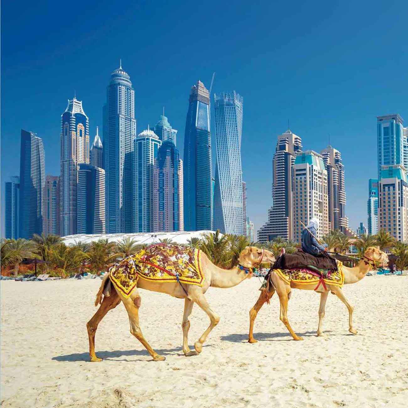 Dubai e cammelli