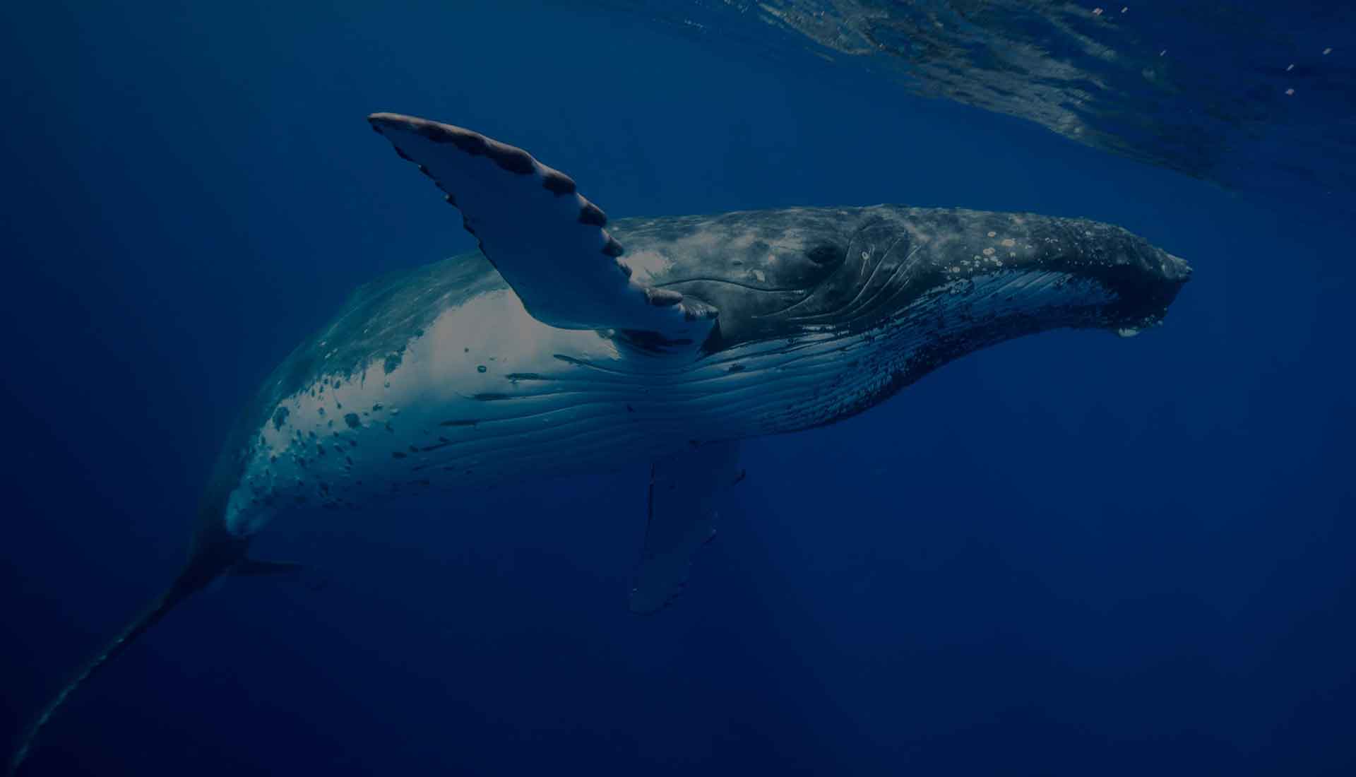 Balena Tonga